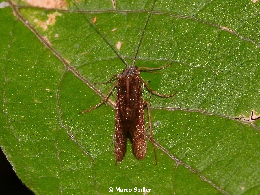 Probabile Hydropsychidae